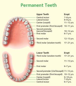 Baby (Primary) Teeth chart