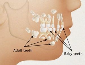 Picture of Teeth in Jaw