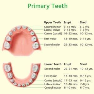 Baby (Primary) Teeth chart
