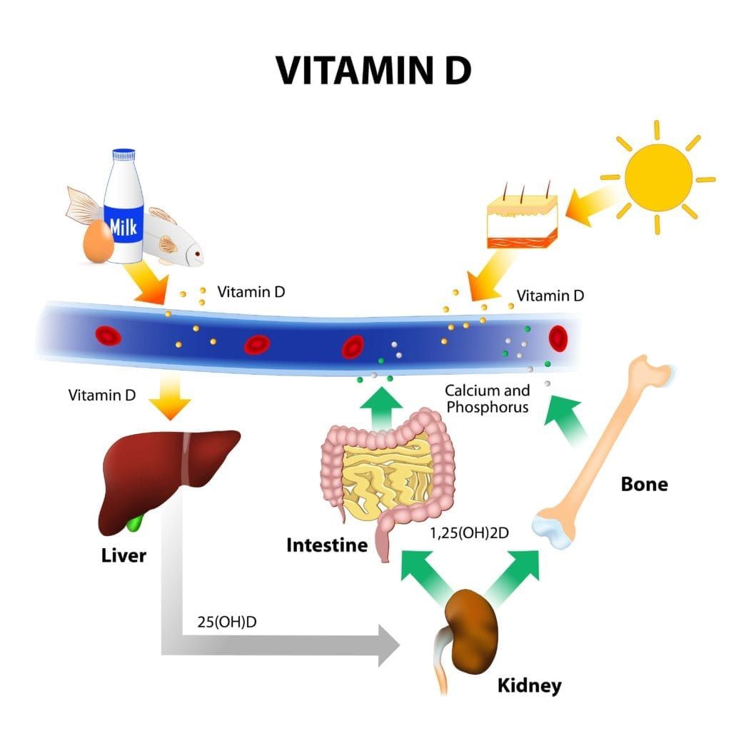 How vitamin D is absorbed by the body