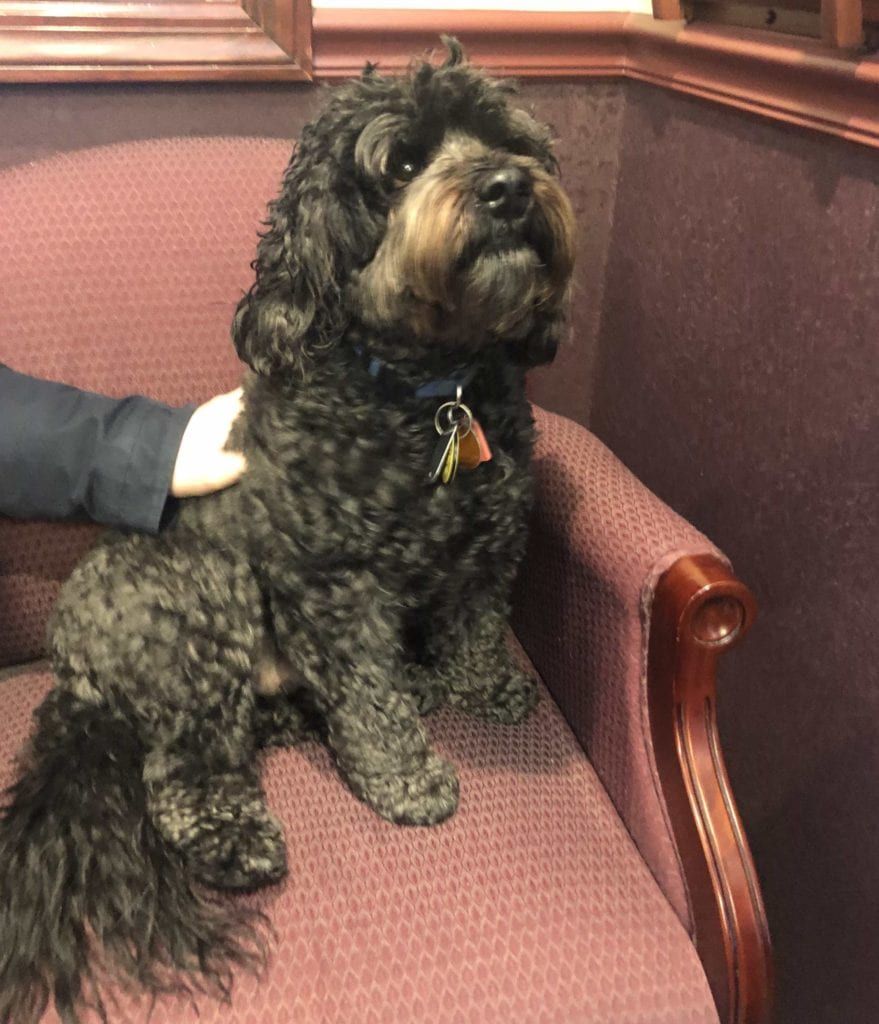 assistant in-office dog